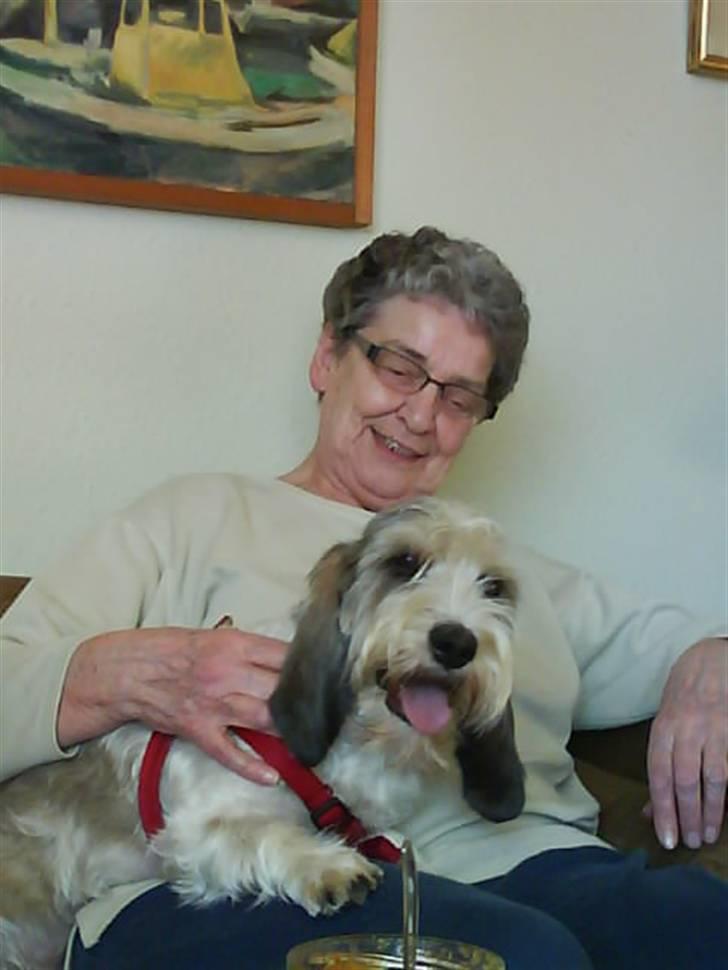 Petit basset griffon wendéen Uhlanias Carla - R.I.P Mormor :´(  ! Carla ca. 2 år :) !  billede 3