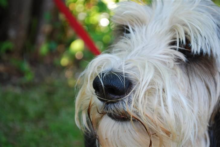 Petit basset griffon wendéen Uhlanias Carla - Smuk´sak :p (3 år) billede 4