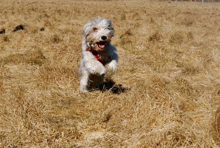 Petit basset griffon wendéen Uhlanias Carla - Smilla :D Hun er den eneste hund i verden der virkelig kan smile og grine :P billede 5
