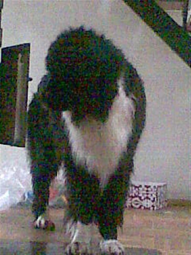 Newfoundlænder Frøken billede 4