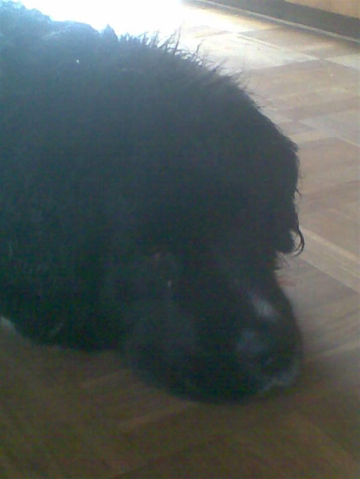 Newfoundlænder Frøken billede 5