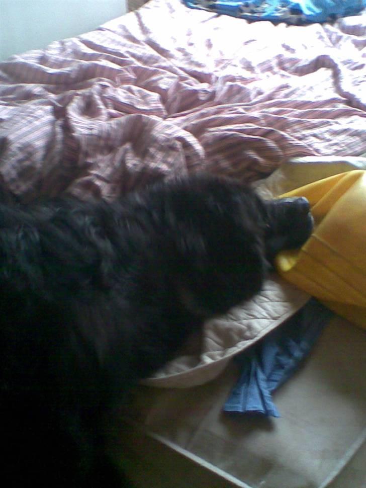 Newfoundlænder Frøken billede 6