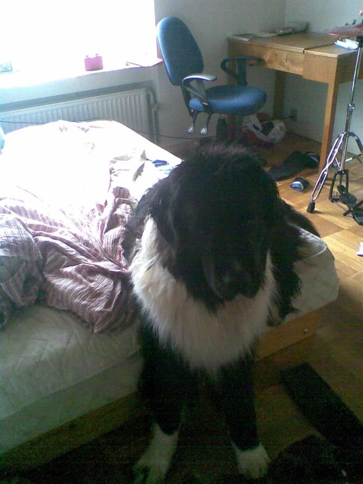 Newfoundlænder Frøken billede 7