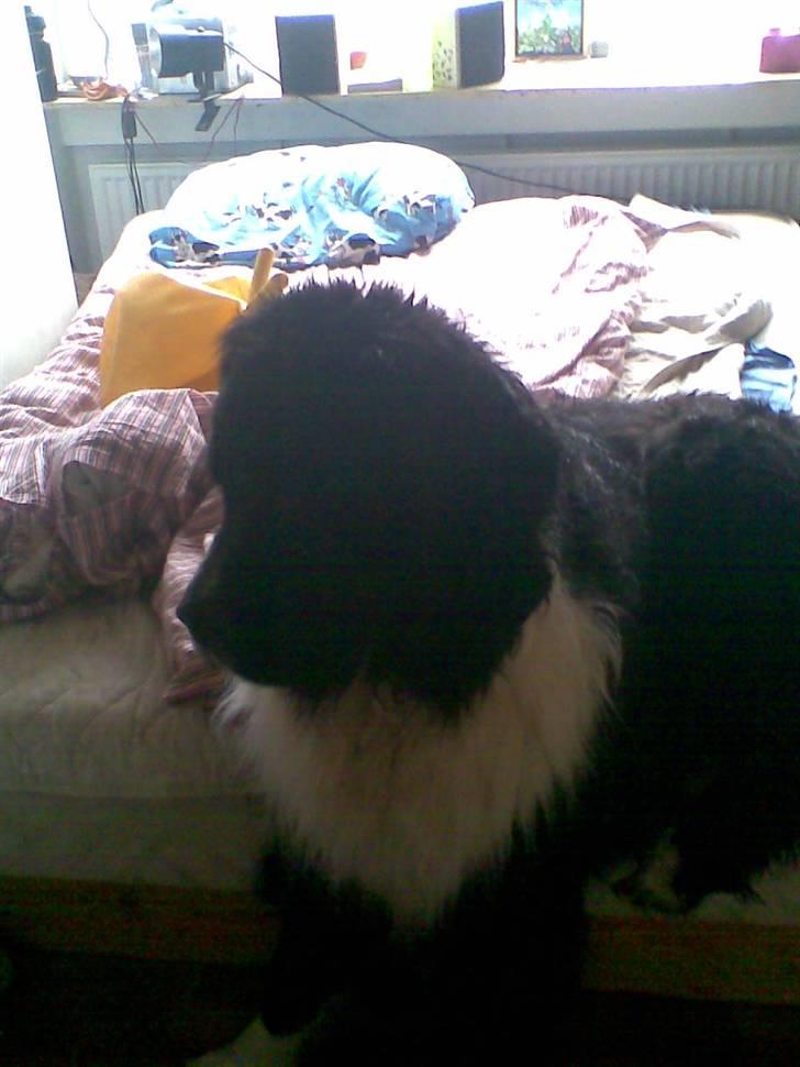 Newfoundlænder Frøken billede 8