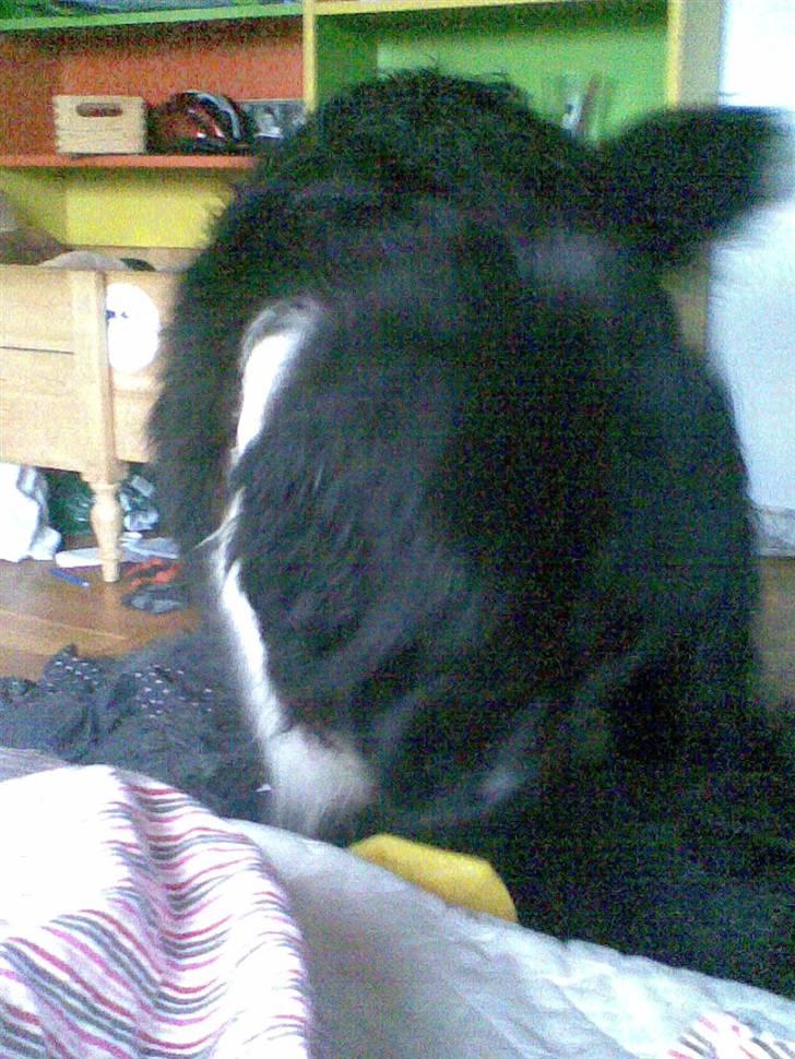 Newfoundlænder Frøken billede 9