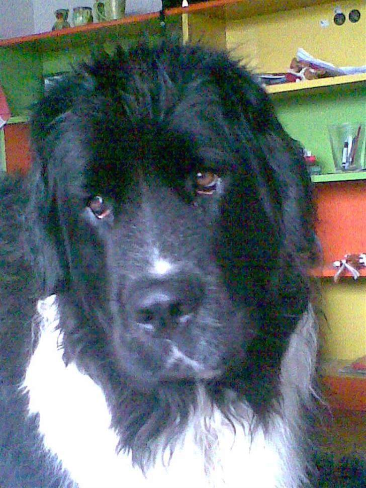 Newfoundlænder Frøken billede 10