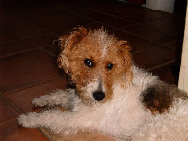 Ruhåret foxterrier vaks - er hun ikk sød som lille billede 4