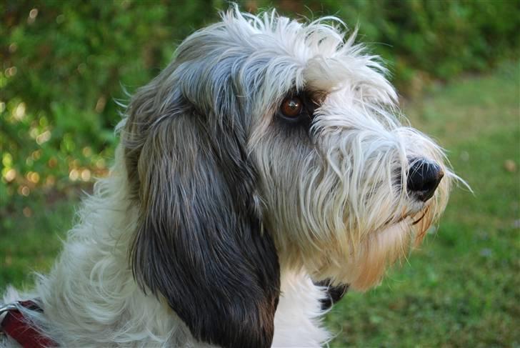 Petit basset griffon wendéen Uhlanias Carla - Søde carla <3 (3 år) billede 6