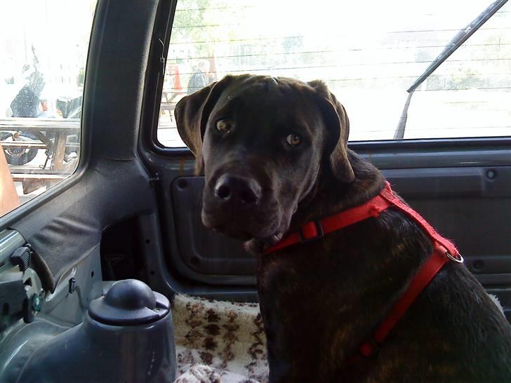 Blanding af racer Loke billede 3