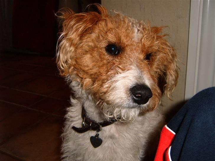 Ruhåret foxterrier vaks - hallo jeg er sulten billede 5