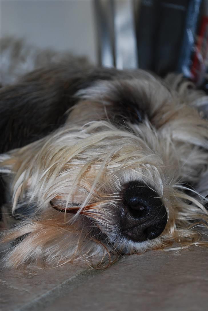 Petit basset griffon wendéen Uhlanias Carla - ÅÅrrrrhh... Så blev min mulle træt x) (3 år) billede 7