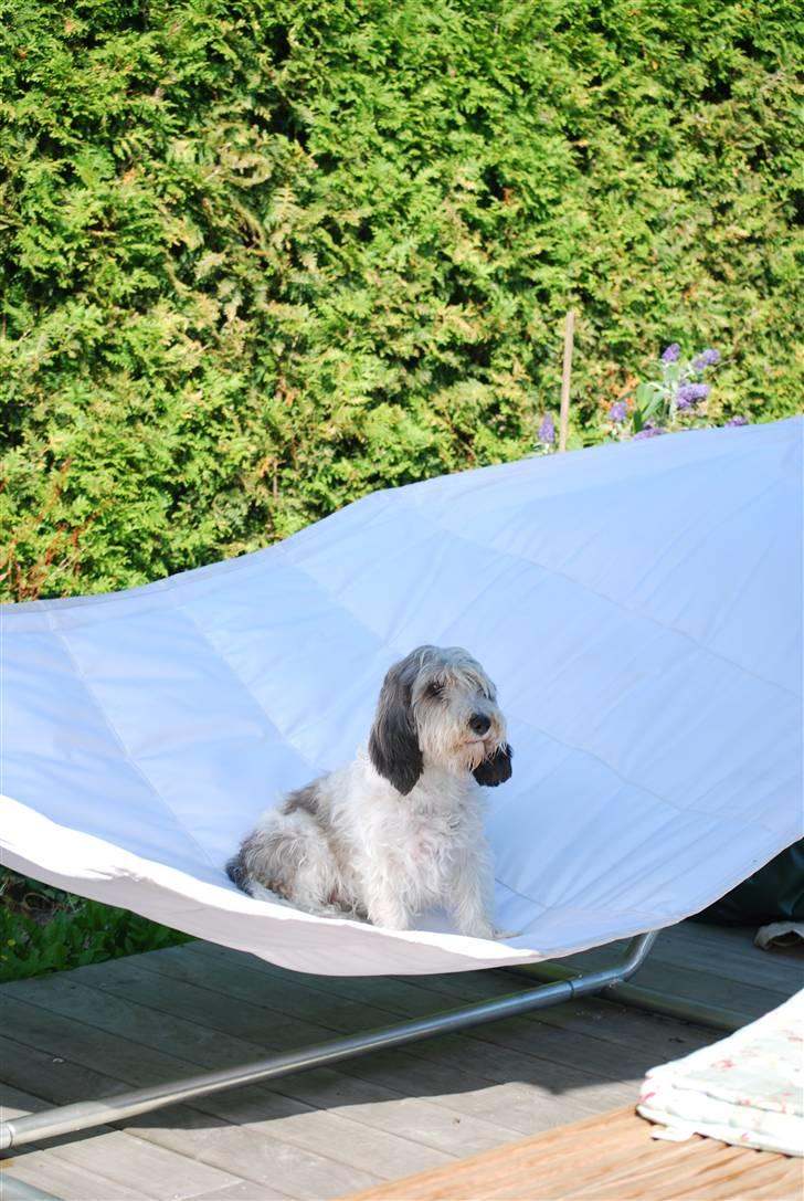 Petit basset griffon wendéen Uhlanias Carla - Carlas hængekøje? (3 år) billede 8