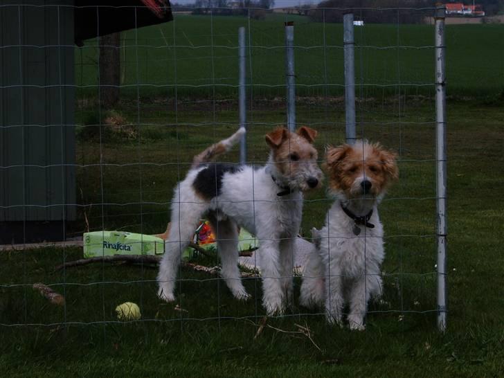 Ruhåret foxterrier vaks - mig med min besteven billede 6