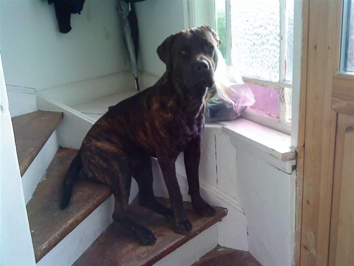 Blanding af racer Loke - sidder og venter på far kommer hjem.... billede 4