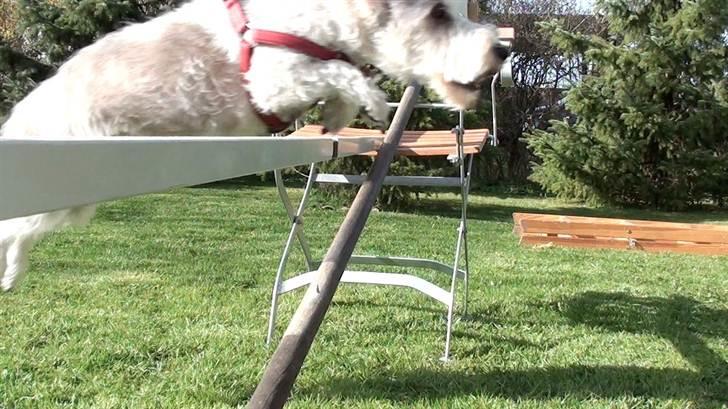 Petit basset griffon wendéen Uhlanias Carla - Lækker <3 Carla 5 år.  billede 10