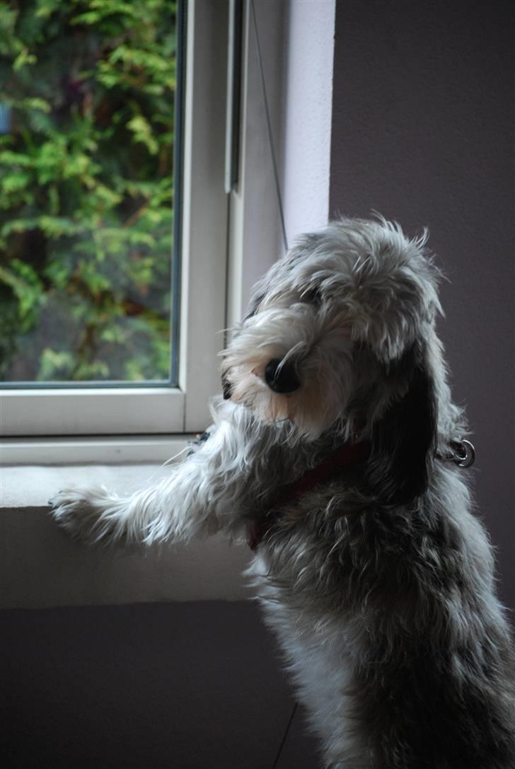 Petit basset griffon wendéen Uhlanias Carla - Fotomodel :D (4 år) billede 11