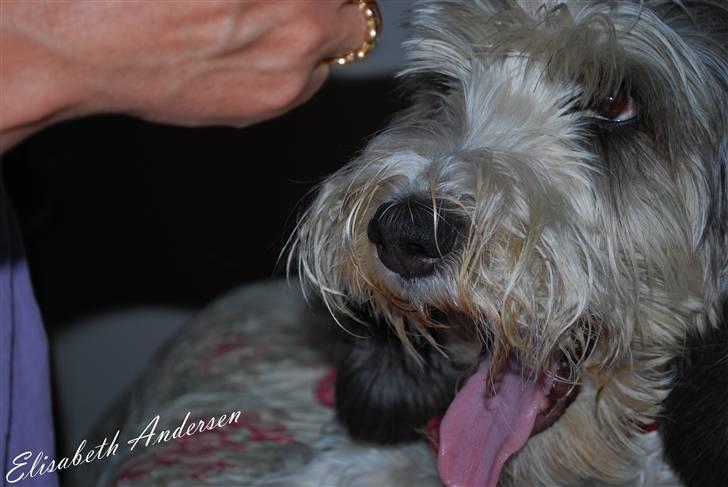 Petit basset griffon wendéen Uhlanias Carla - Gaaabbb du bare, det er os der laver din mad ;p (3 år)  billede 12