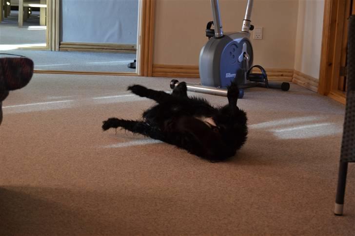 Blanding af racer merlin - merlin ruller sig efter en dejlig tur i bad foto:MND-PHOTO(mig) billede 10