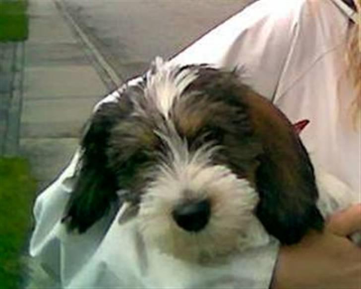 Petit basset griffon wendéen Uhlanias Carla - Carla <- Første gang min veninde så hende :D (Rikke har taget billedet) (Et par måneder) billede 13