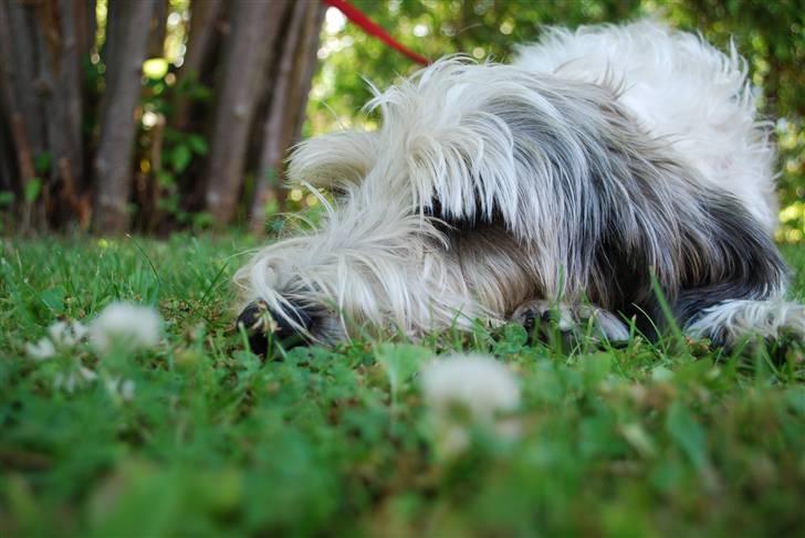 Petit basset griffon wendéen Uhlanias Carla - Carla slapper af ? (3 år)  billede 14
