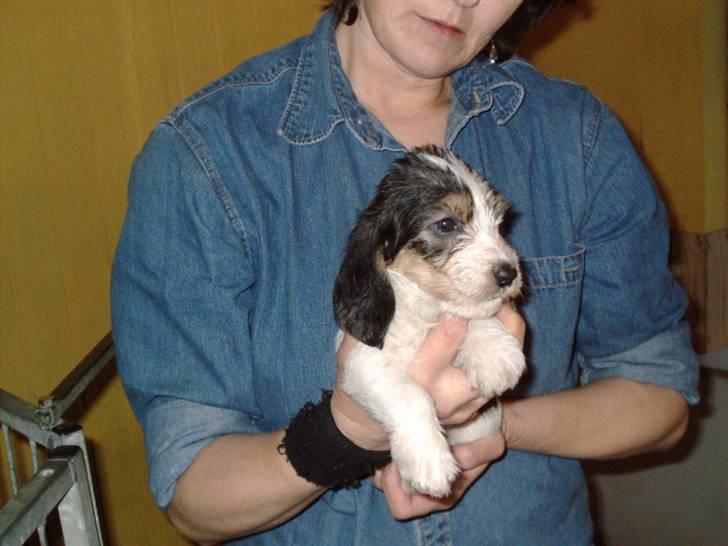 Petit basset griffon wendéen Uhlanias Carla - Carla hos kennel <´3 (Et par uger)  billede 15