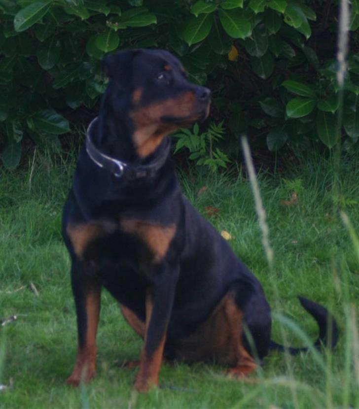 Rottweiler Tassen billede 1