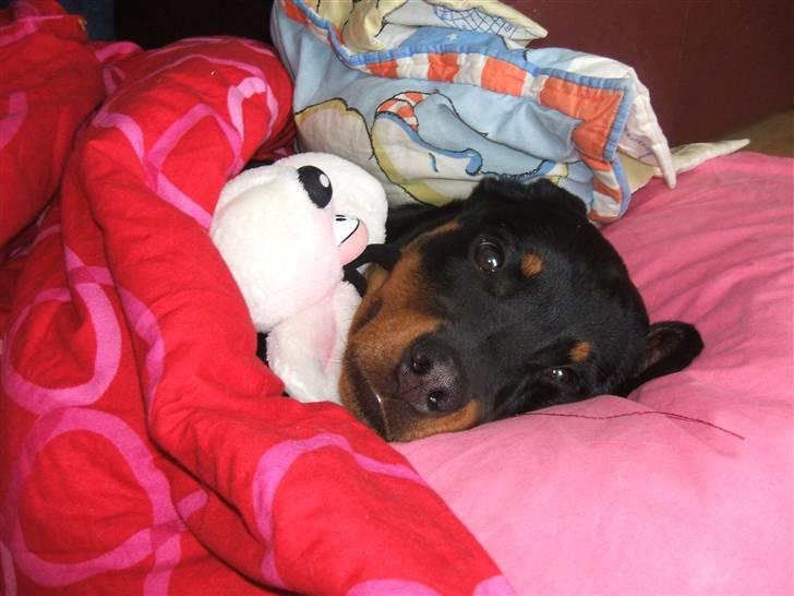 Rottweiler Tassen billede 2