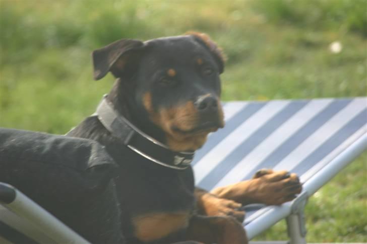 Rottweiler Tassen billede 3