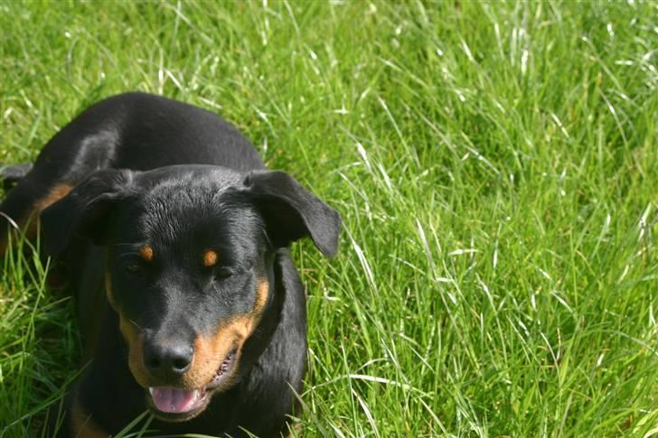 Rottweiler Tassen billede 4
