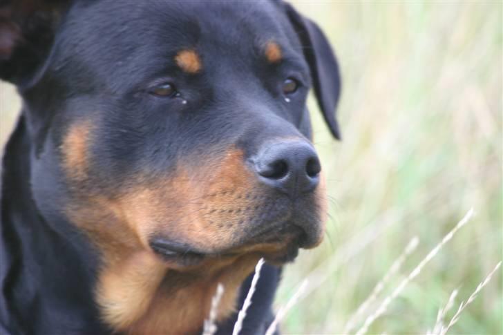 Rottweiler Tassen billede 5