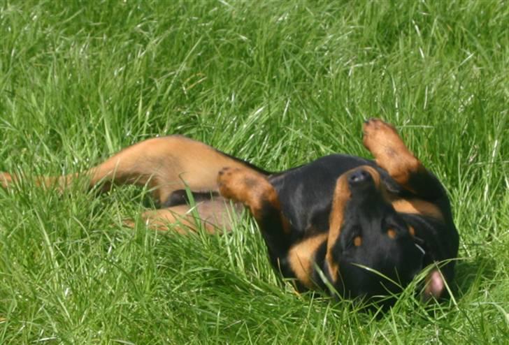 Rottweiler Tassen billede 6