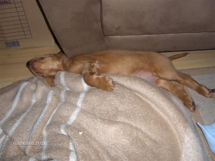 Cocker spaniel Zeus billede 4