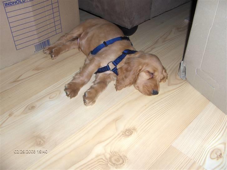 Cocker spaniel Zeus billede 5