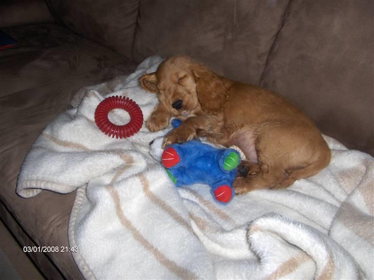 Cocker spaniel Zeus billede 6