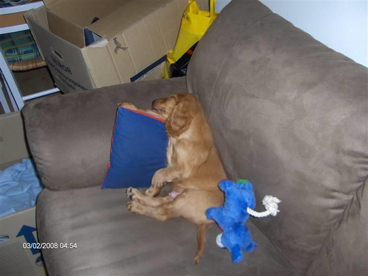 Cocker spaniel Zeus billede 7