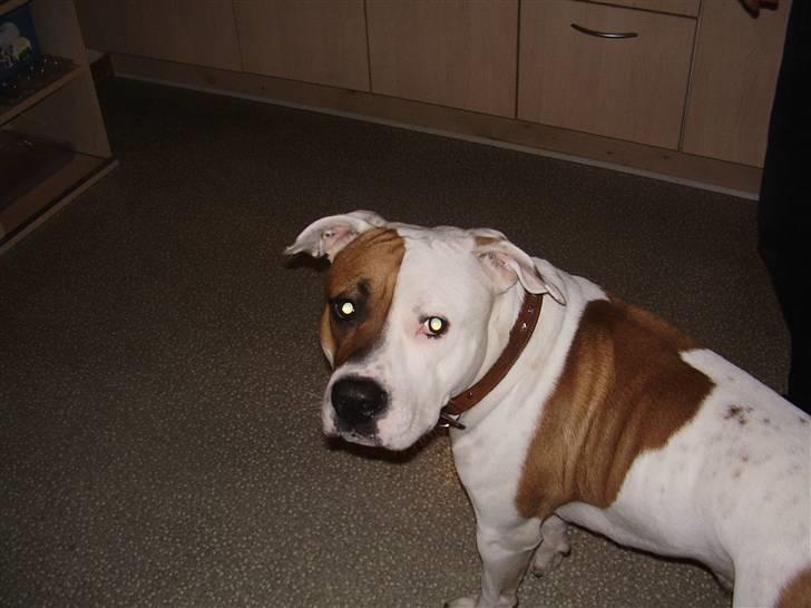 Blanding af racer tyson billede 6