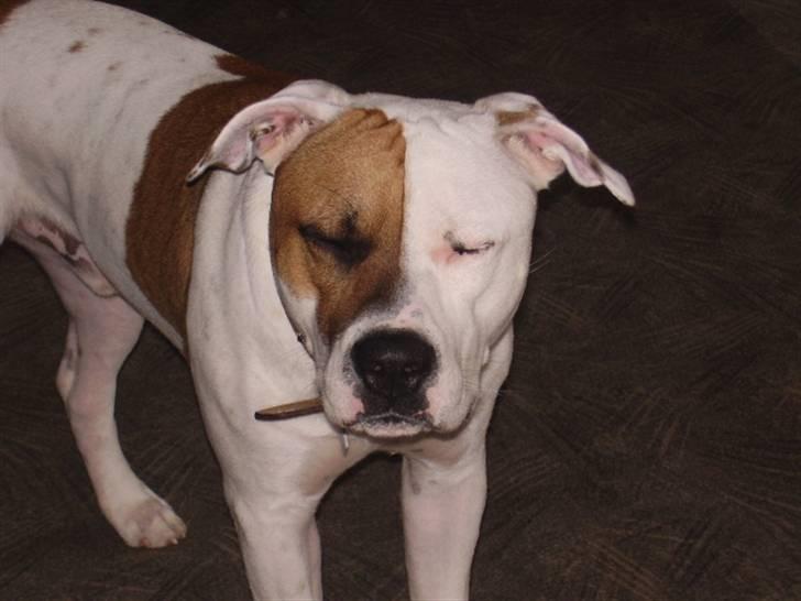 Blanding af racer tyson billede 7