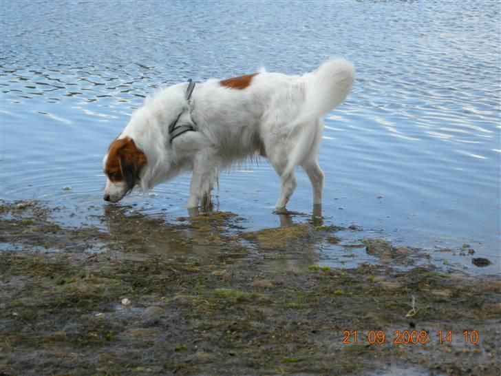 Kooikerhondje Kooijoy Garlic - Uuuuh, Garlic er ´begyndt´ at gå i vandet - men kun så poterne er dækket... billede 11