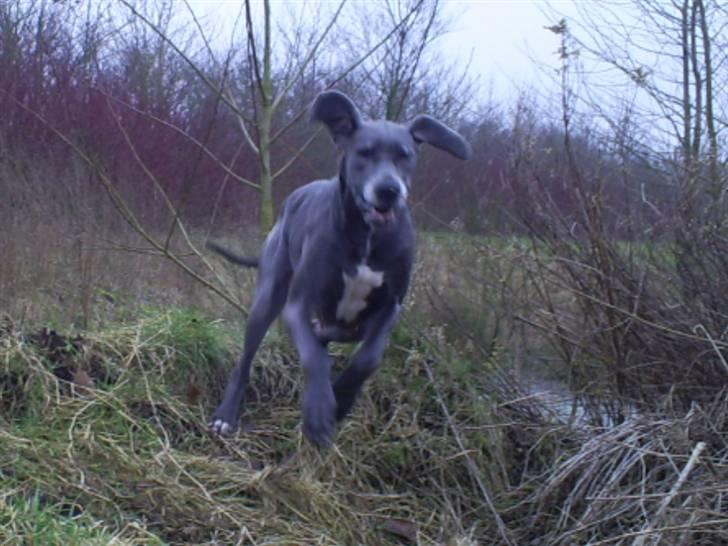 Grand danois Chivas - Jeg kan flyve..... billede 17