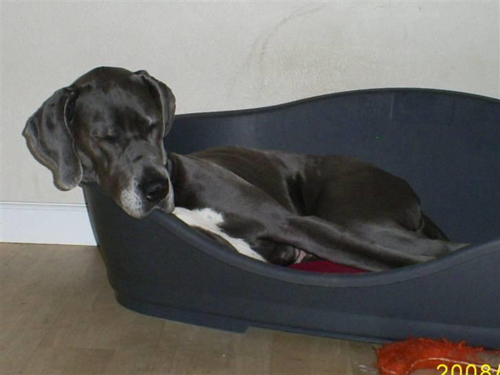 Grand danois Chivas - Det er nu en dejlig kurv jeg har. billede 18