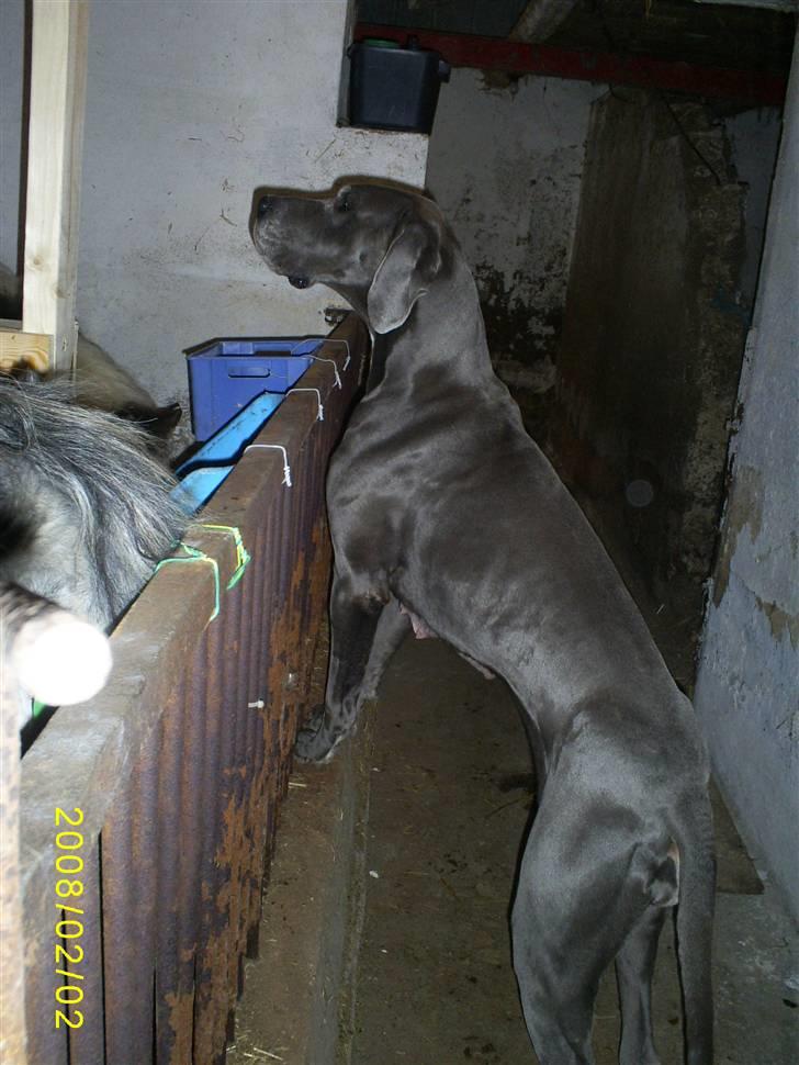 Grand danois Chivas - Hallo, Blue Boy, det er mig Chivas. Vil du lege? billede 19