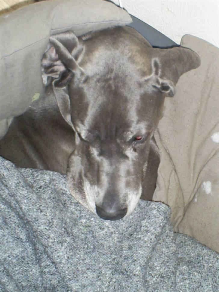 Grand danois Chivas billede 20