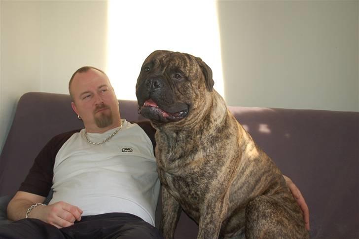 Bullmastiff  Anno " vi savner dig" billede 11