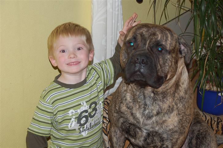 Bullmastiff  Anno " vi savner dig" billede 12