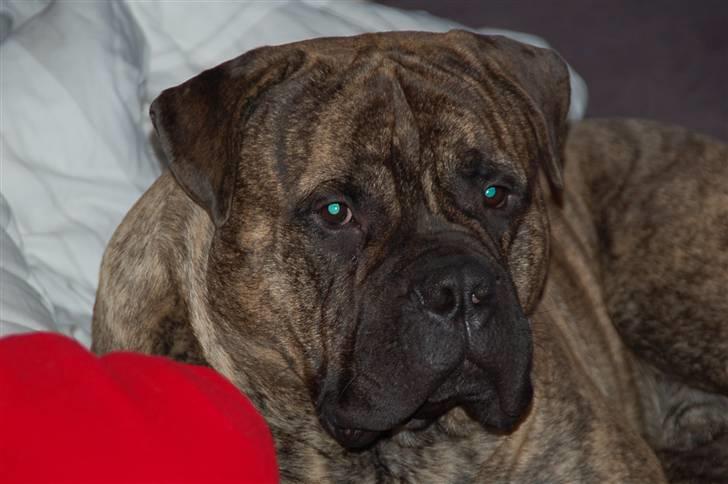 Bullmastiff  Anno " vi savner dig" billede 13