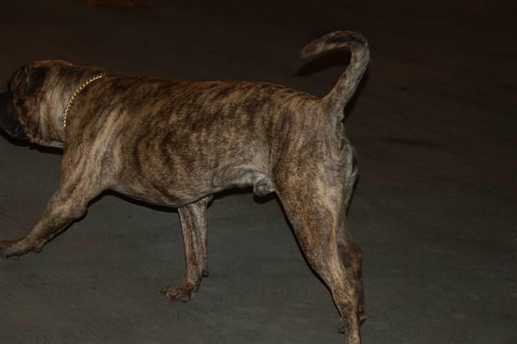 Bullmastiff  Anno " vi savner dig" billede 14