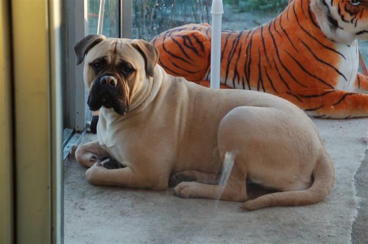 Bullmastiff Bullsaint's afra  billede 13