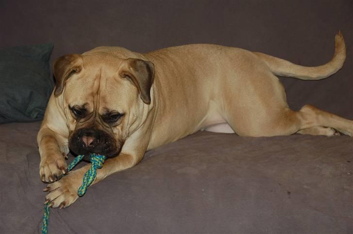 Bullmastiff Bullsaint's afra  billede 14