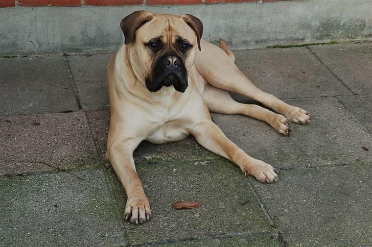 Bullmastiff Bullsaint's afra  billede 15