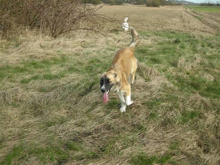 Blanding af racer Mulle billede 19